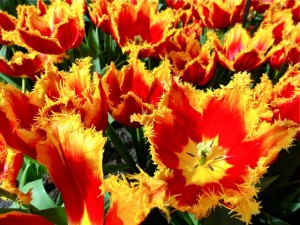 Tulipes de Hollande