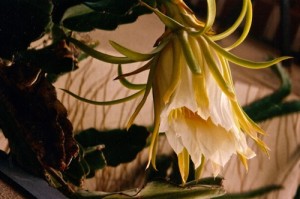 Fleur de Hylocereus undatus