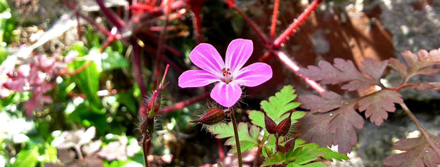 Géranium herbe à Robert