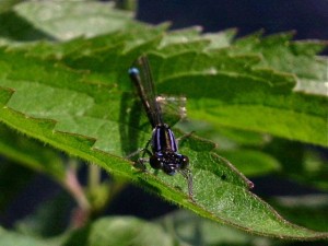 Agrion élégant - Face