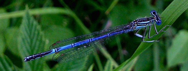 Agrion jouvencelle