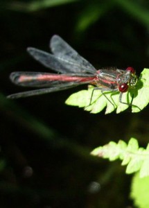 Pyrrhosoma nymphula