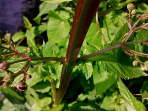 Scrophularia auriculata - feuilles