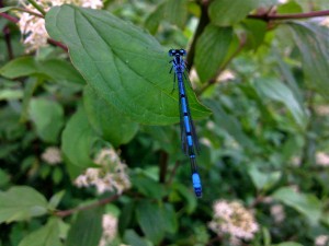 Agrion jouvencelle - Mâle