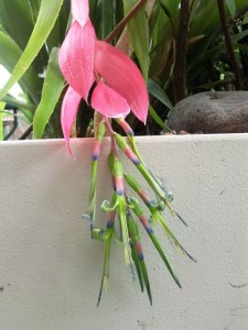 Billbergia nutans