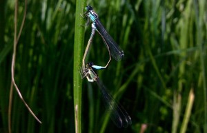 Couple - Agrion élégant