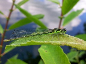 Demoiselle non identifiée