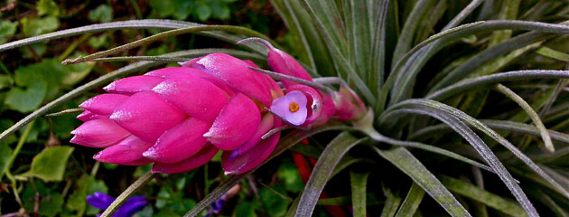 Fleur de thillandsia