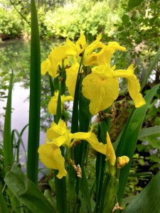 Iris pseudacorus