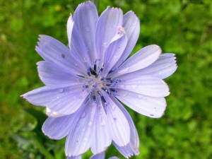 Fleur de Chicorée, Endive ou encore Chicon