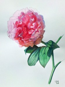 Aquarelle de Pivoine