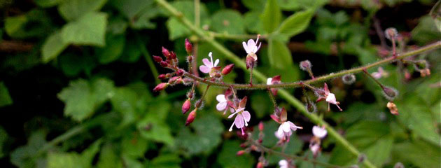 Circée de Paris - Circaea lutetiana