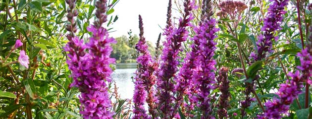 Lythrum salicaria