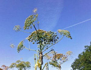 Heracleum mantegazzianum