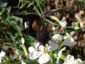 Papillon en gros plan