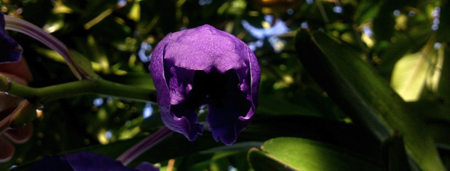 Bouton Vanda