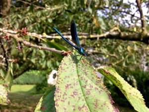 Calopteryx sur le cerisier