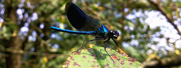 Calopteryx splendens