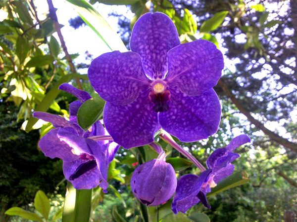 Floraison de l'orchidée Vanda | Espace Graphique