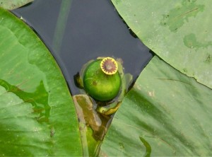 Nuphar lutea (fruit et disque des stigmates) 