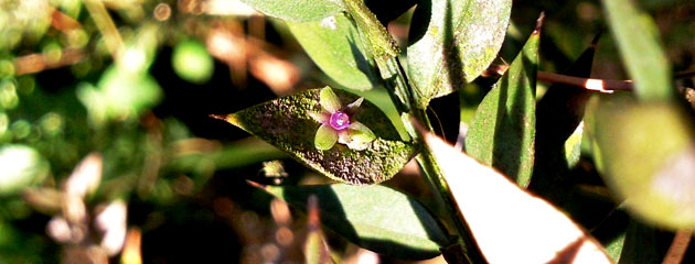 Fleur de Ruscus