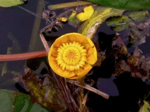 Nuphar lutea