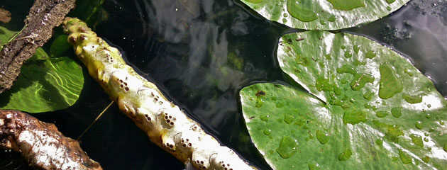 Rhizomes de nénuphar