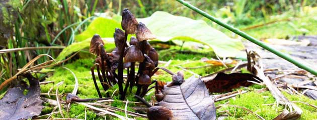 Champignons sur la mousse