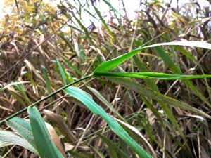 Phragmites marais