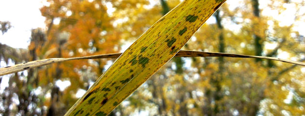 Phragmites orange