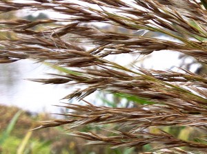 Phragmites panicule