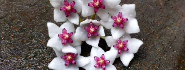 Hoya dickasoniana