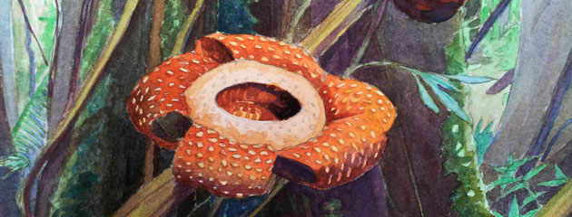 Rafflesia ou Rafflesie