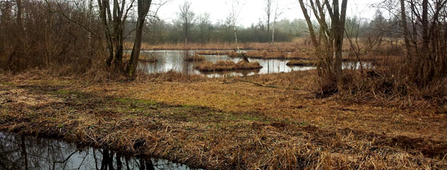 Marais en hiver