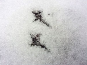 Pattes d'oiseau dans la neige.