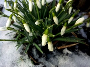 Galanthus nivalis - Perce-neige