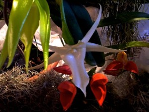 Angraecum sesquipedale