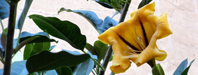 Solandra maxima