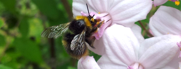 Bourdon et deutzia