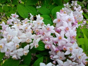 Deutzia