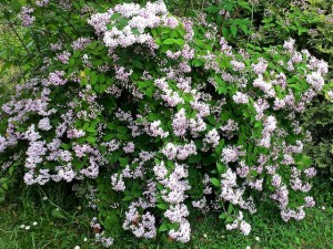 Deutzia arbuste