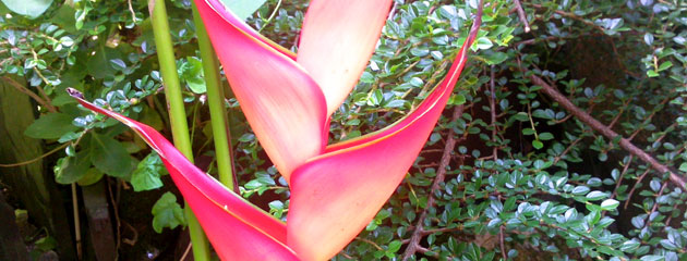 Heliconia