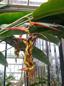 Heliconia collinsiana