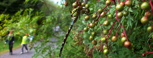 Anax imperator