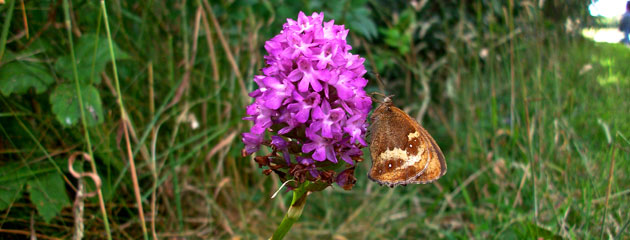 Orchis pyramidal et papillon