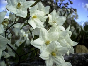 Liane de Solanum blanc