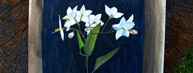 Aquarelle de Solanum jasminoides