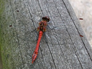 Sympetrum sanguineum