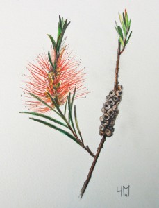 Dessin de Callistemon