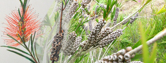 Croquis de callistemon